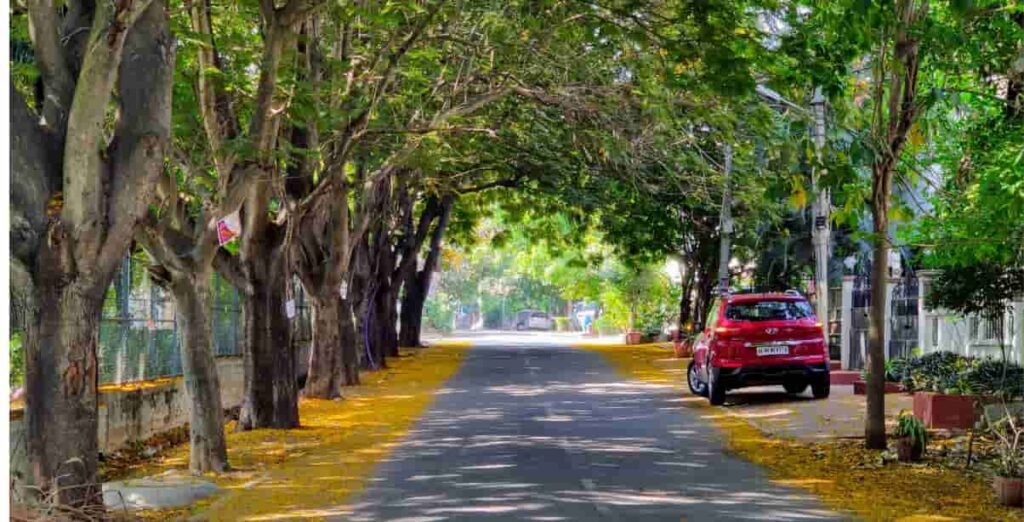 "Winter flower blooms along a street in Bangalore."
